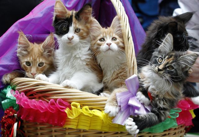 Βιεννέζικος καφές με νιαουρίσματα και γουργουρητά σερβίρεται στην Αυστρία